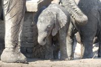 auf dem Weg nach Maun