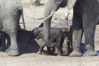 auf dem Weg nach Maun