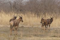Pirschfahrt Bwabwata Nationalpark...Leierantilopen