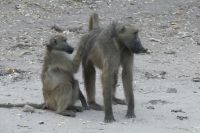 Morgenpirsch im Chobe NP 