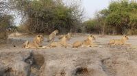 Morgenpirsch im Chobe NP 