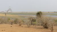 Morgenpirsch im Chobe NP