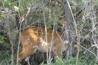 Victoria Fälle...Buschbock