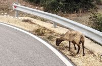 Schaf am Straßenrand