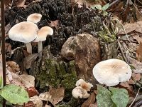 Pilze wachsen hier auch