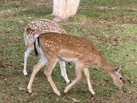 Die Rehe spazieren frei in der Hotelanlage in Llogara umher