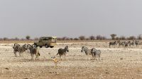 Namibia - Etosha Nationalpark - Beobachtungen am Wasserloch