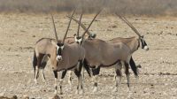 Namibia - Etosha Nationalpark - Oryxe