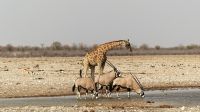 Namibia - Etosha Nationalpark - Giraffe meets Oryx