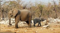 Namibia - Etosha Nationalpark - Elefanten