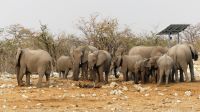 Namibia - Etosha Nationalpark - Elefanten