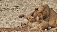 Namibia - Etosha Nationalpark - und noch mehr Löwen
