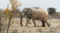 Namibia - Etosha Nationalpark - Elefantenbulle