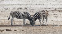 Namibia - Etosha Nationalpark - Zebras