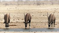 Namibia - Etosha Nationalpark - Oryxe