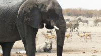 Namibia - Etosha Nationalpark - Erlebnisse am Wasserloch Sonderkop