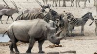 Namibia - Etosha Nationalpark - Erlebnisse am Wasserloch Sonderkop