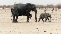 Namibia - Etosha Nationalpark - Erlebnisse am Wasserloch Sonderkop