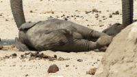 Namibia - Etosha Nationalpark - Erlebnisse am Wasserloch Sonderkop