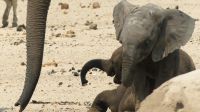 Namibia - Etosha Nationalpark - Erlebnisse am Wasserloch Sonderkop