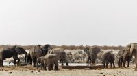 Namibia - Etosha Nationalpark - Erlebnisse am Wasserloch Sonderkop