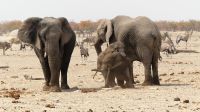 Namibia - Etosha Nationalpark - Erlebnisse am Wasserloch Sonderkop