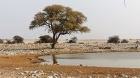 Namibia - Etosha Nationalpark - Okaukuejo