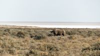 Namibia - Etosha Nationalpark - Spitzmaulnashorn