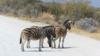 Namibia - Etosha Nationalpark - Zebrastreifen