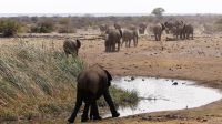 Namibia - Etosha Nationalpark - Elefantenparade