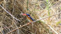 Namibia - Erlebnisse am Okavango - Kobalteisvogel