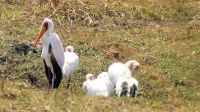 Namibia - Erlebnisse am Okavango - Nimmersatt mit Nachwuchs