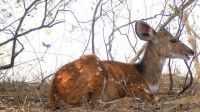 Namibia - Erlebnisse am Okavango - Buschbock