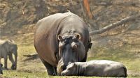 Namibia - Erlebnisse am Okavango
