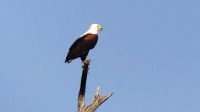 Namibia - Erlebnisse am Okavango - Schreiseeadler