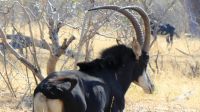 Namibia - Pirschfahrt im Bwabwata Nationalpark - Säbelantilope