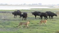 Botswana - Pirschfahrt im Chobe Nationalpark - Büffel vs. Löwen