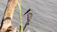 Botswana - am Chobe entdeckt - Grau Eisvogel (Grayfisher)