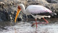 Botswana - Bootsfahrt auf dem Chobe - Nimmersatt