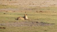Botswana - Bootsfahrt auf dem Chobe - Löwin  in der Mitte