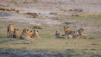 Botswana - Bootsfahrt auf dem Chobe - große Löwenfamilie