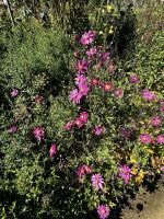 Seigneurie Garden auf Sark