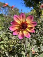 Seigneurie Garden auf Sark