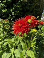 Wanderung auf den Green Lanes im inneren Jerseys