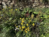 Blütenvielfalt auf Guernsey