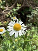 Blumen entlang der Küstenwanderung nach Corbiere