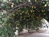 Im Zitrusgarten