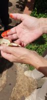 Früchte mit Färbeeffekt