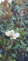 Magnolia Grande Fiori