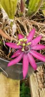 Passionsblüte
